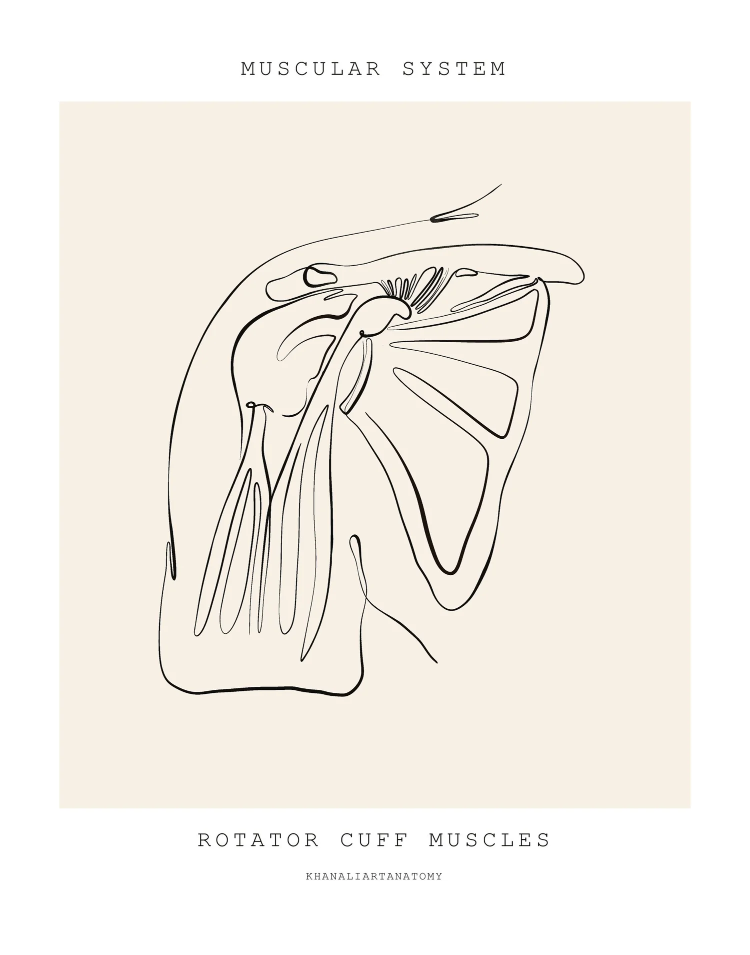 Line drawing of the rotator cuff muscles on the shoulder blade. Rotator cuff physical therapy at PhysioVictory in Conroe, TX.