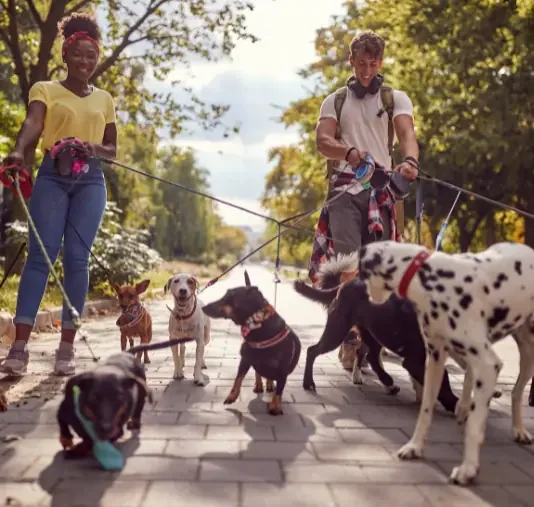 Dog walking