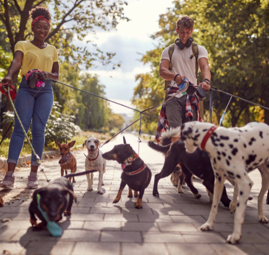 Dog walking