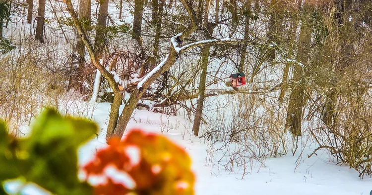 Squirrel appreciation winter Cintia Orsi
