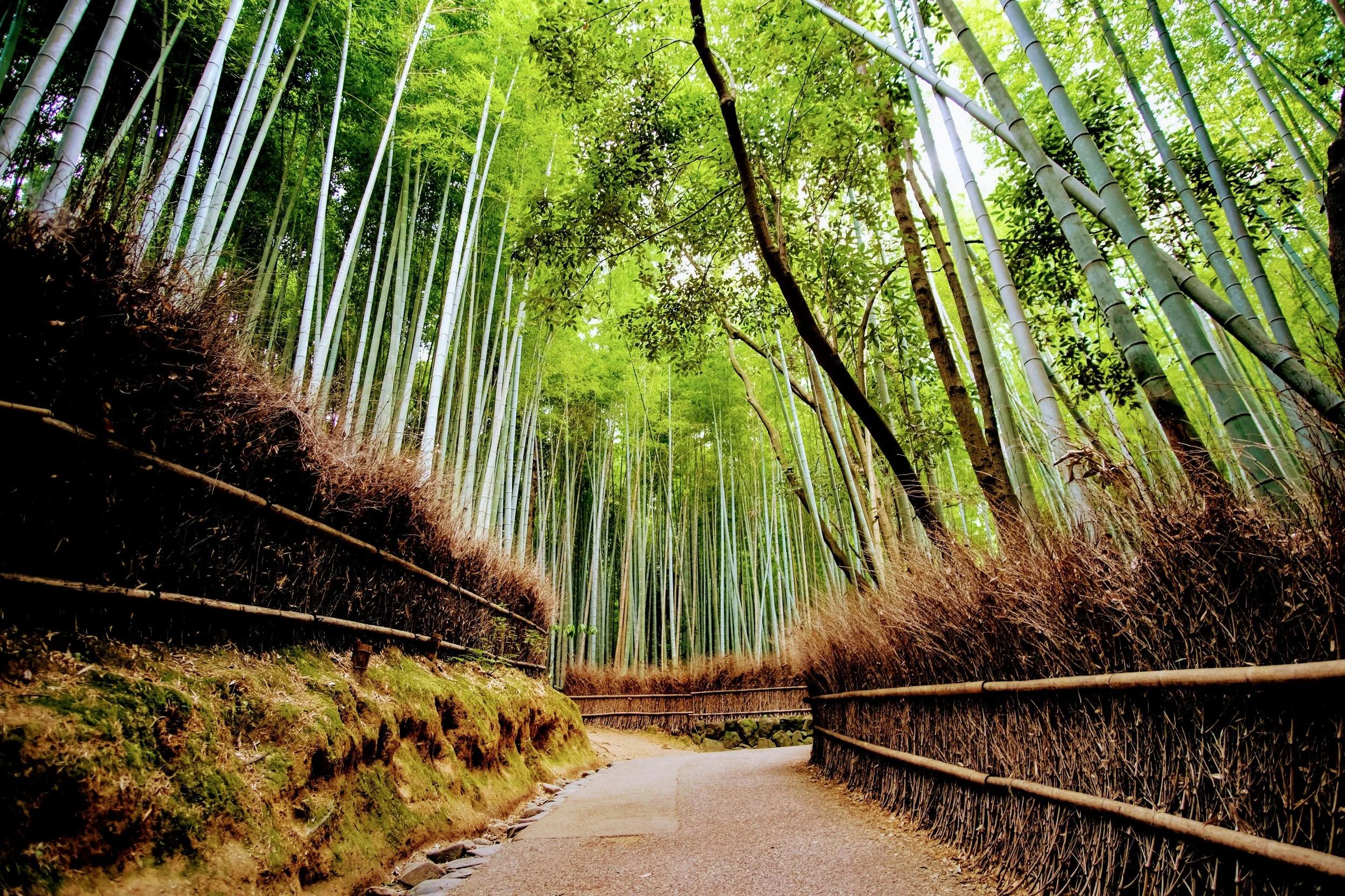 Hozugawa River Boat Ride Kyoto Arashiyama Japan