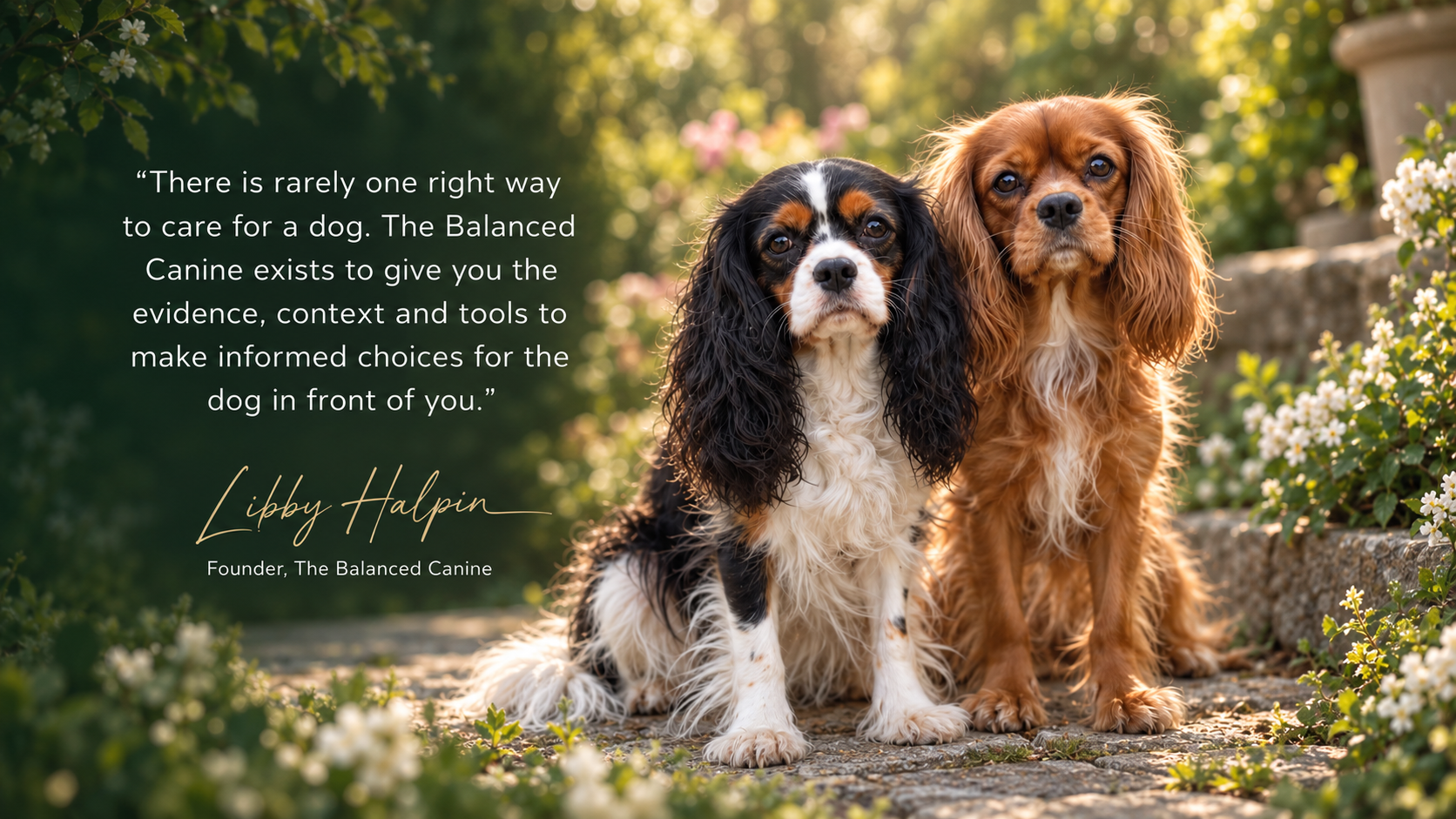 The Balanced Canine homepage hero and brand quotation