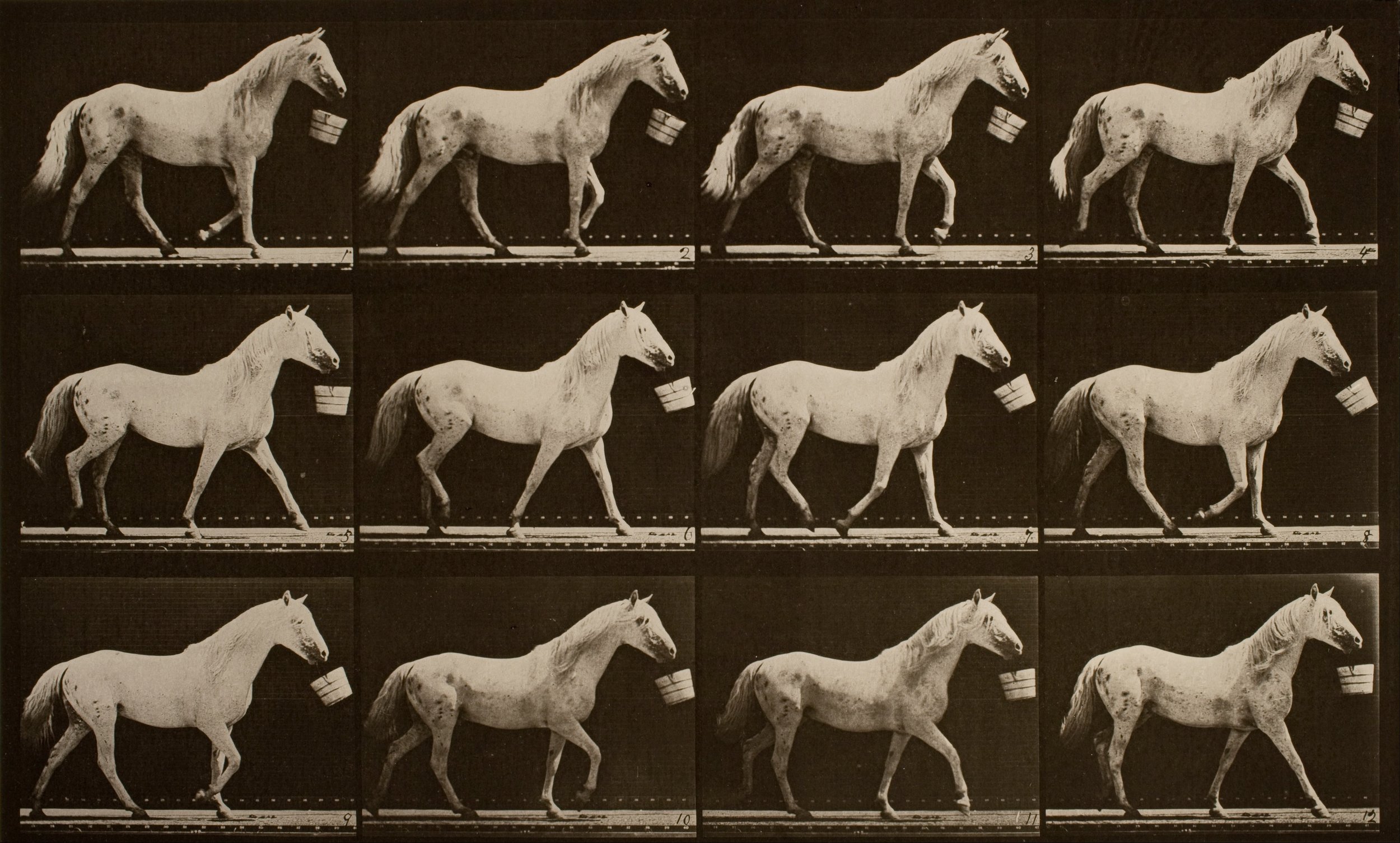 Muybridge Horse
