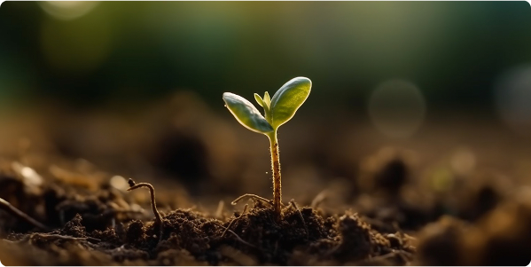 Seedling in soil