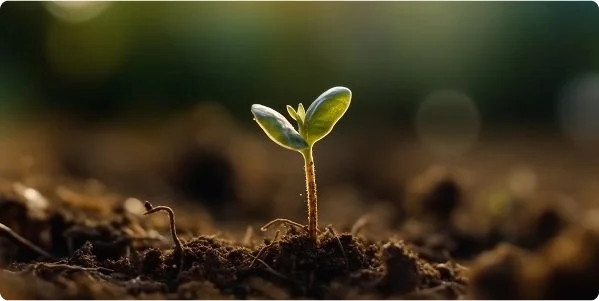 Seedling sprouting from soil