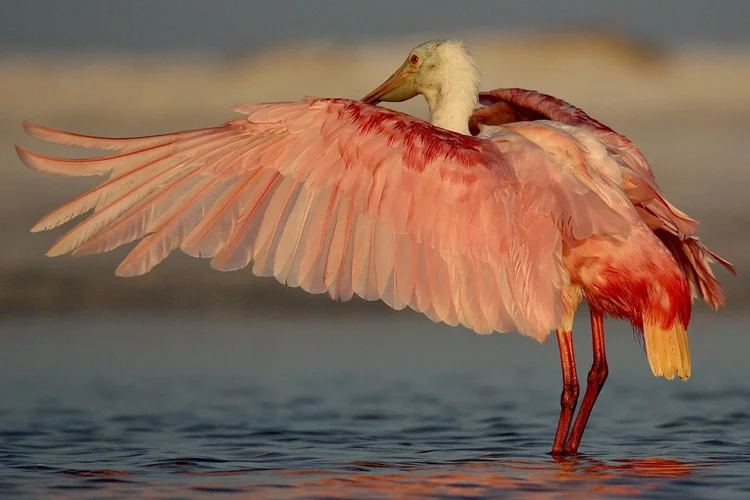 a pink bird with a spoon-shaped bill wading in shallow water