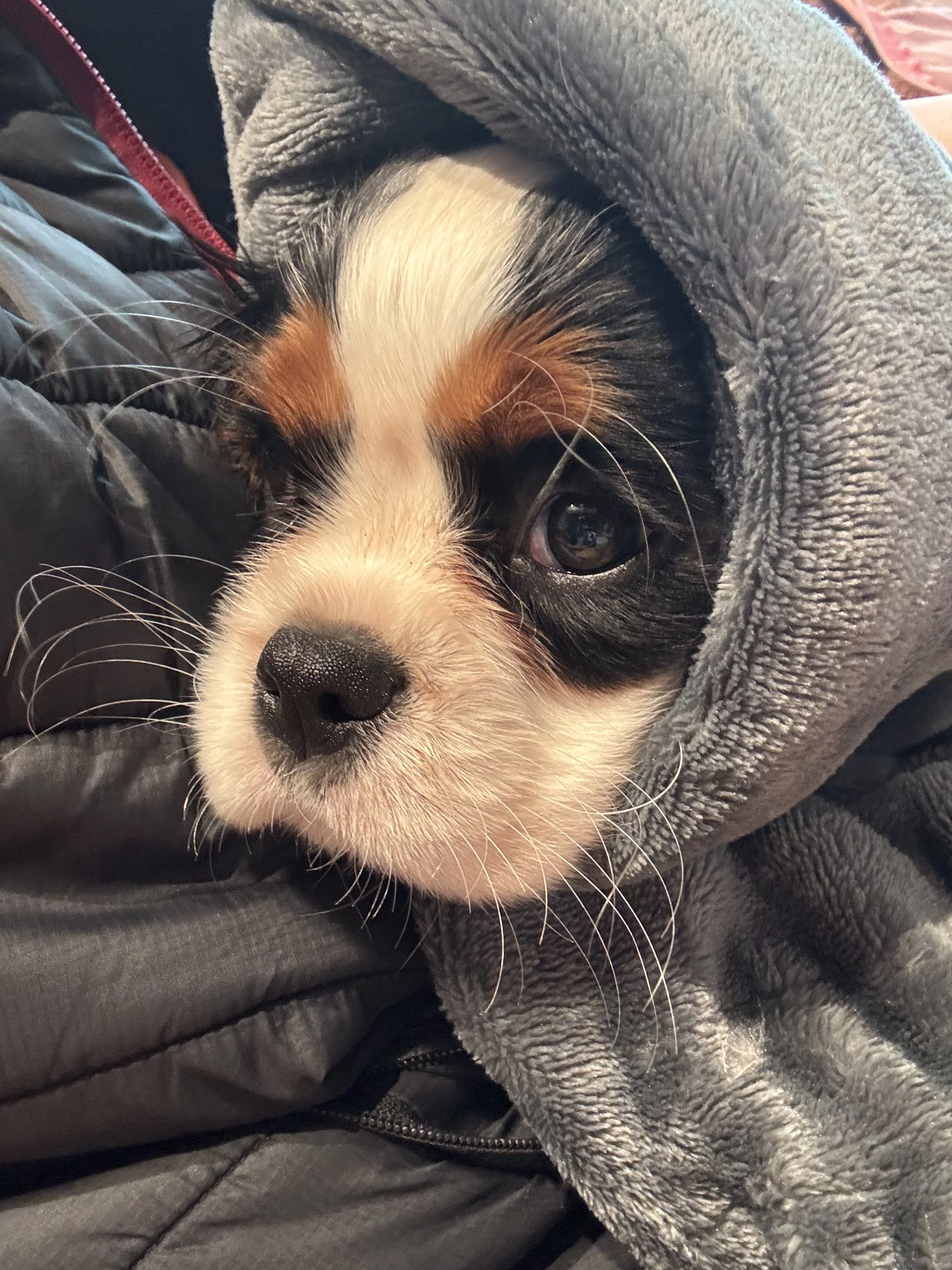 Snuggly baby Mimoso