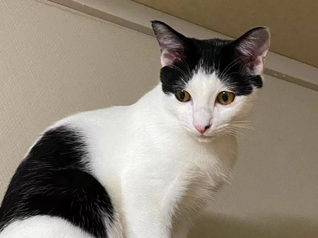 Mario, a black and white tuxedo kitten