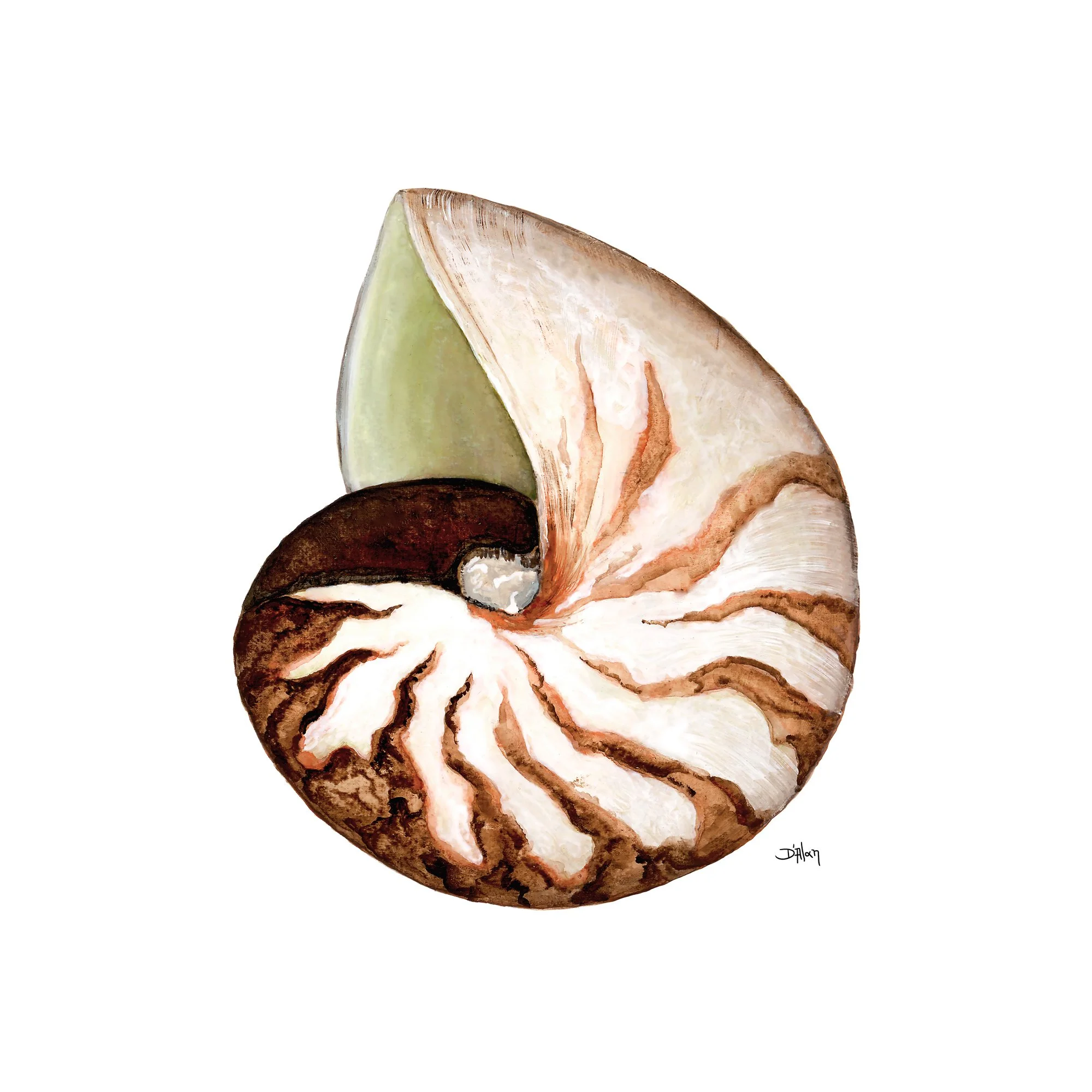 Breakers Nautilus — David Alan Sincavage