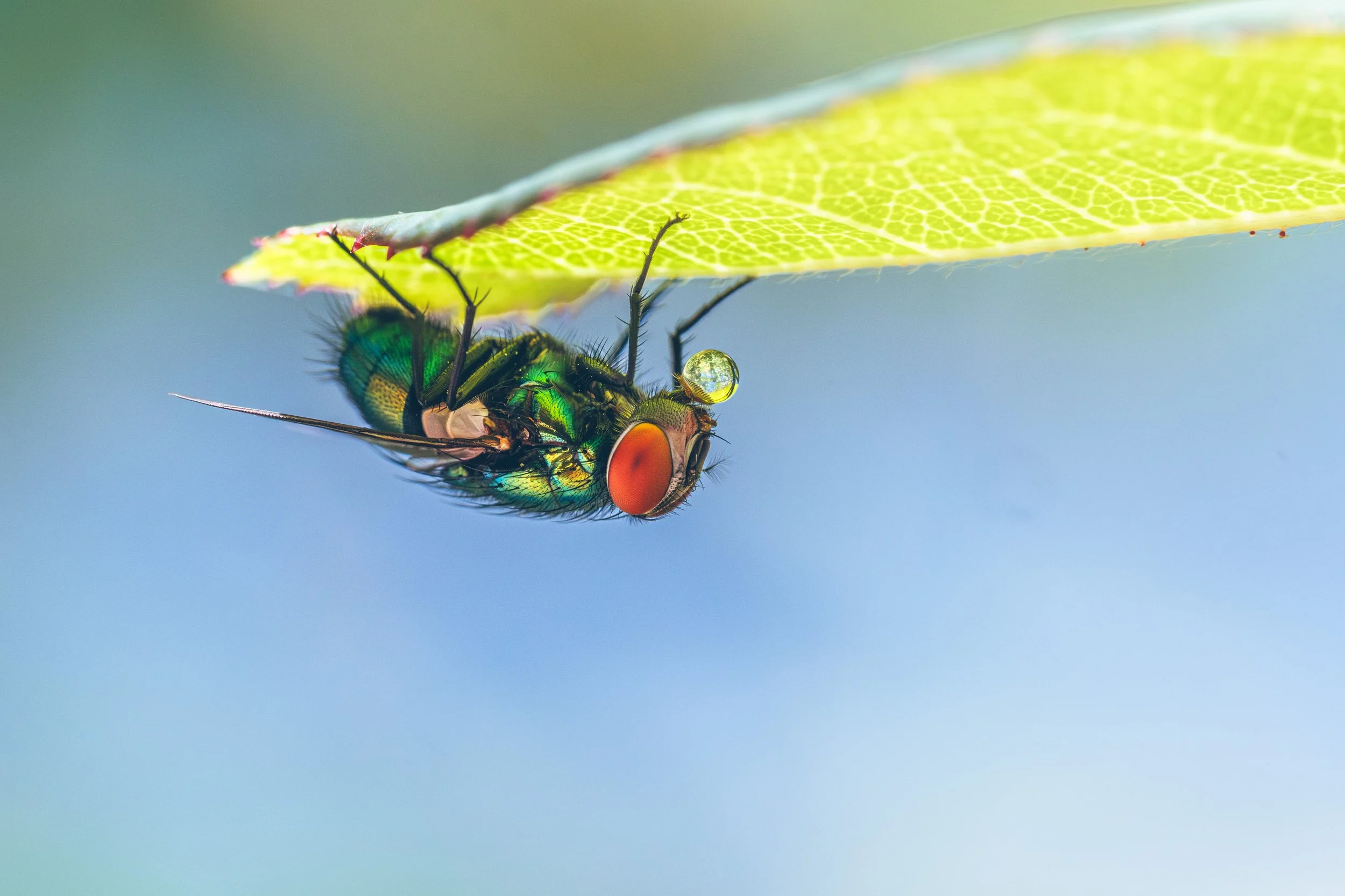 Green fly resting beneath a leaf, holding a droplet of water