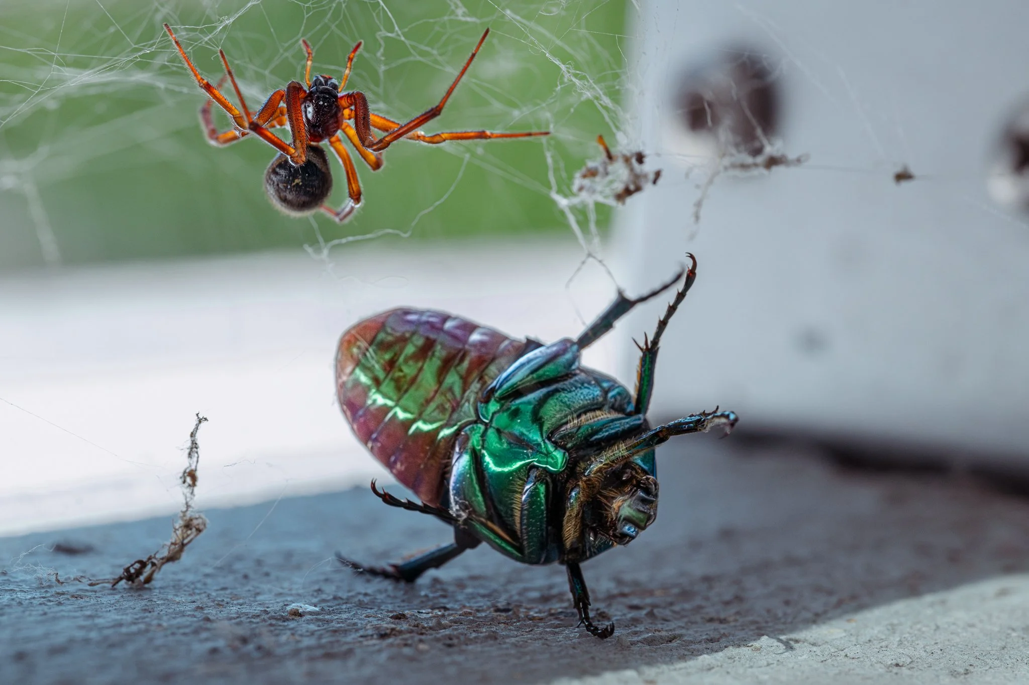 Untouched (2025) photograph 5