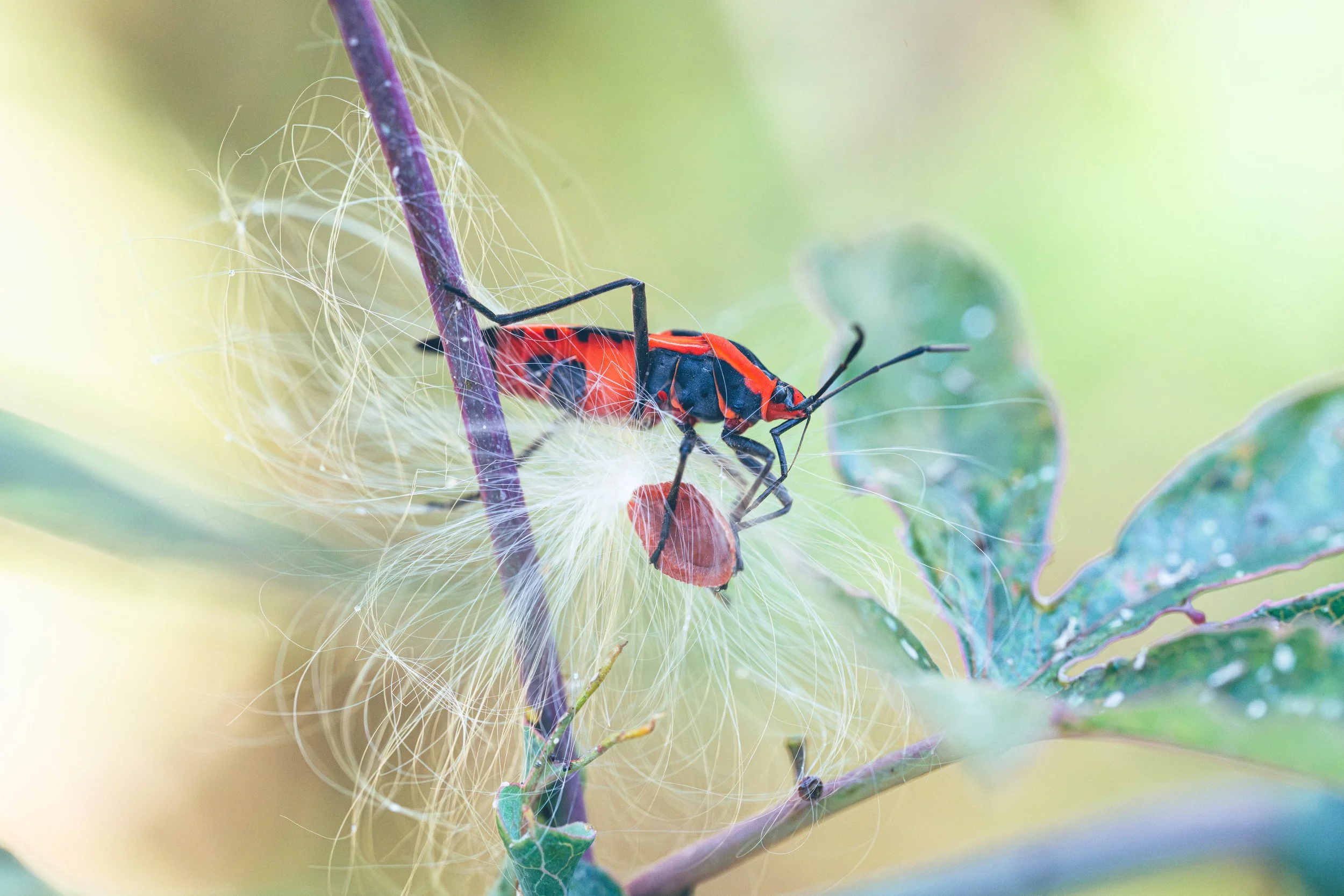 Milkweed bug among seed floss