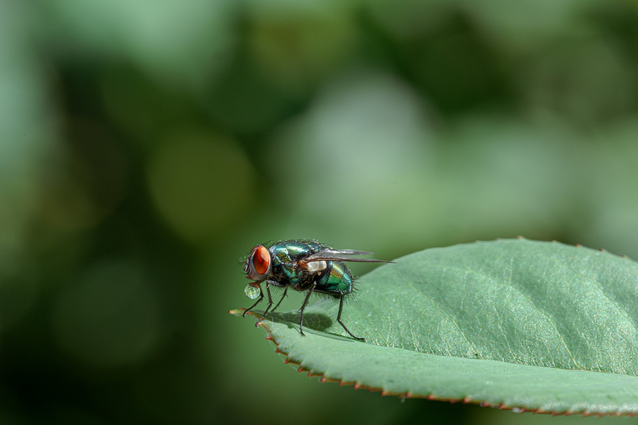 Untouched No. 4 — Stillness of a Fly