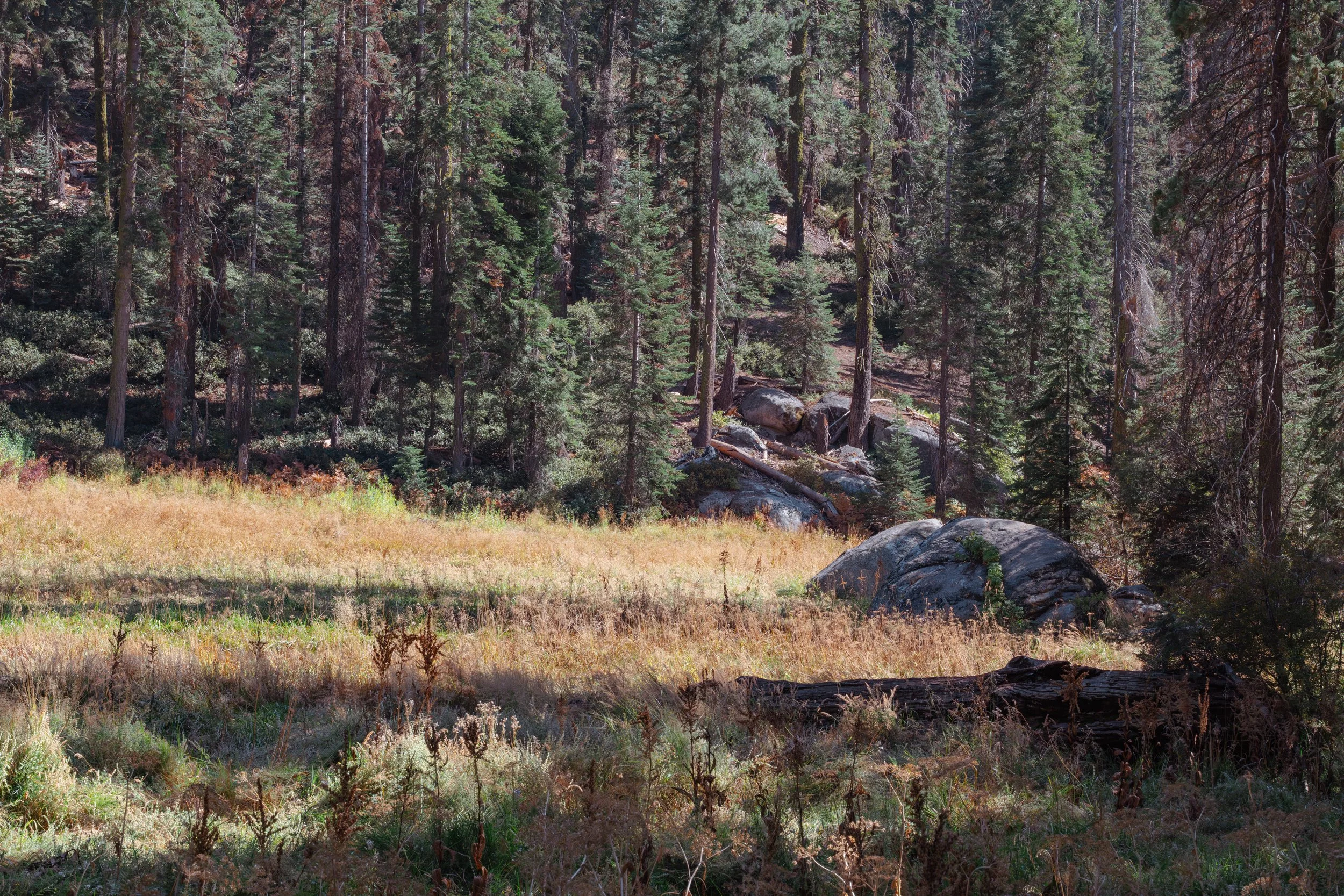Forest clearing with soft afternoon light drifting across grasses and stone