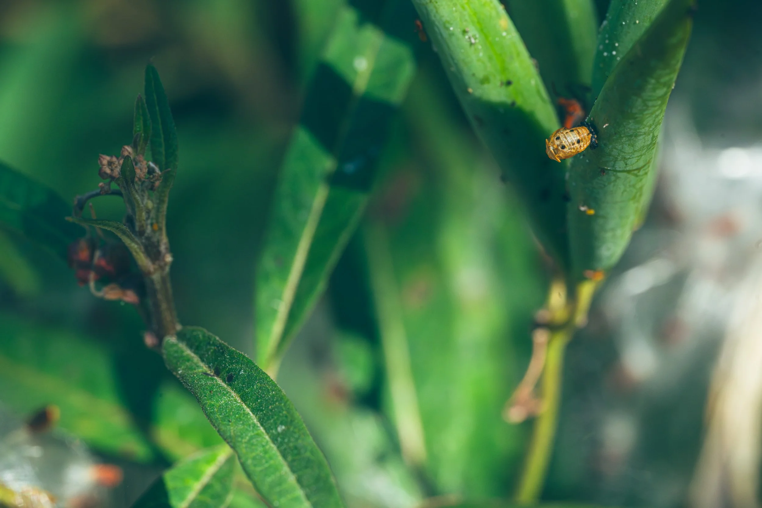 Empty insect casing on leaf