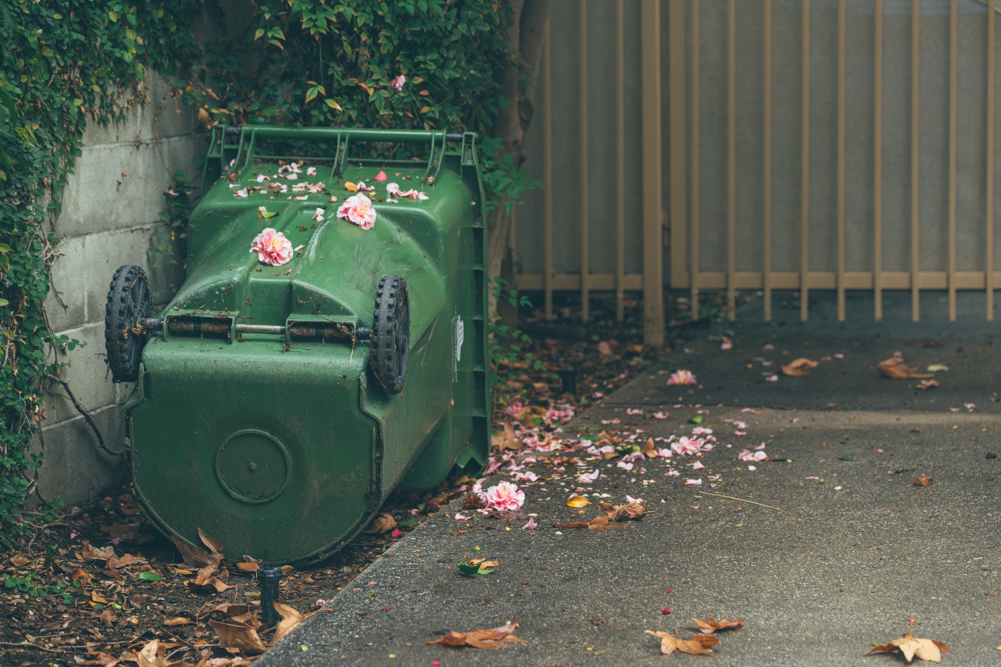 Untouched No. 9 — Camellias for the Bin