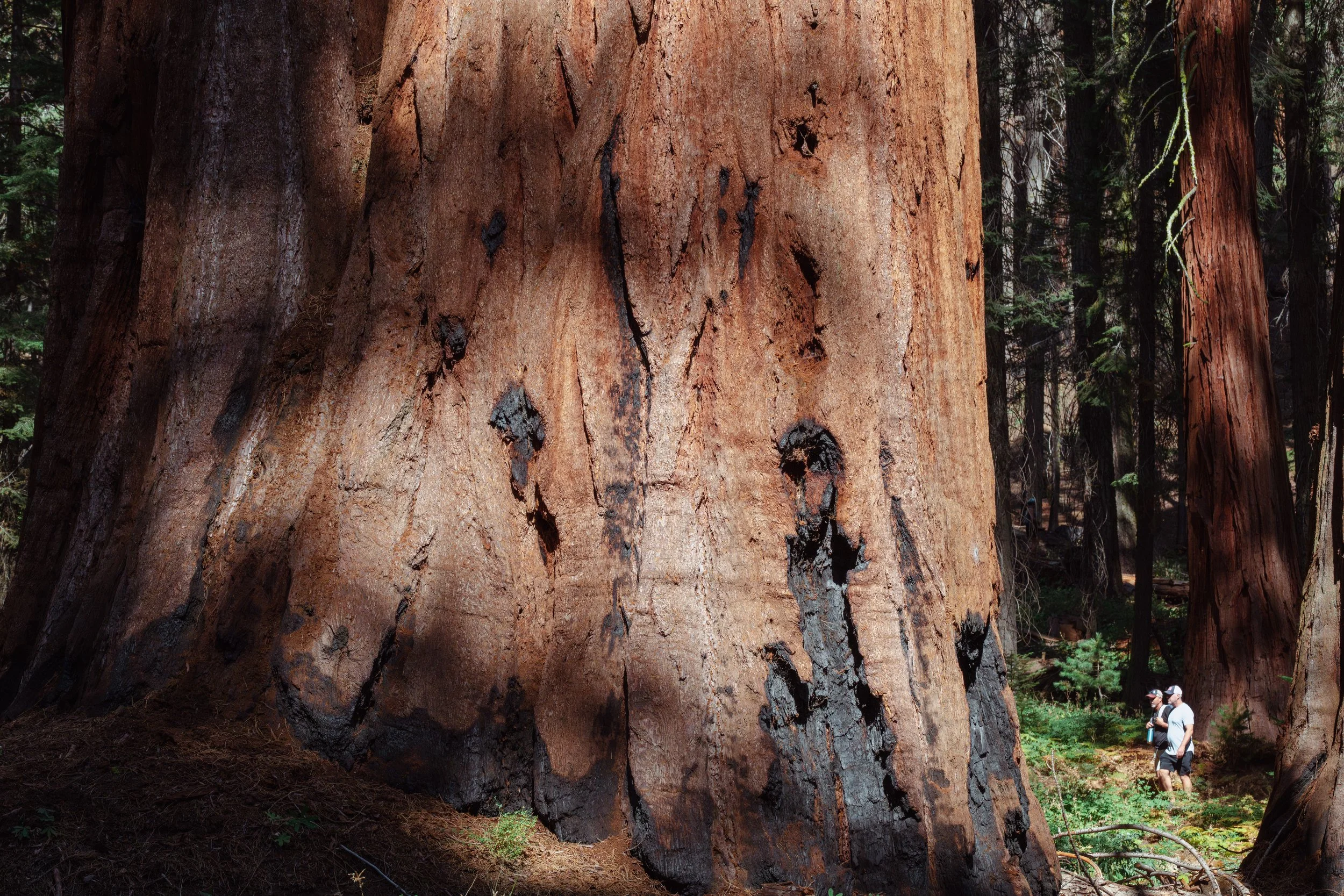 Visitors standing beneath the trunk of a massive sequoia, light filtering through forest canopy.