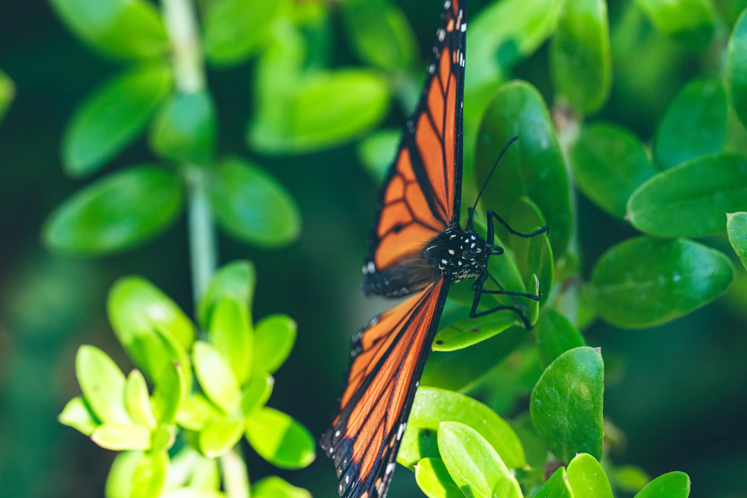 Monarch butterfly resting among leaves