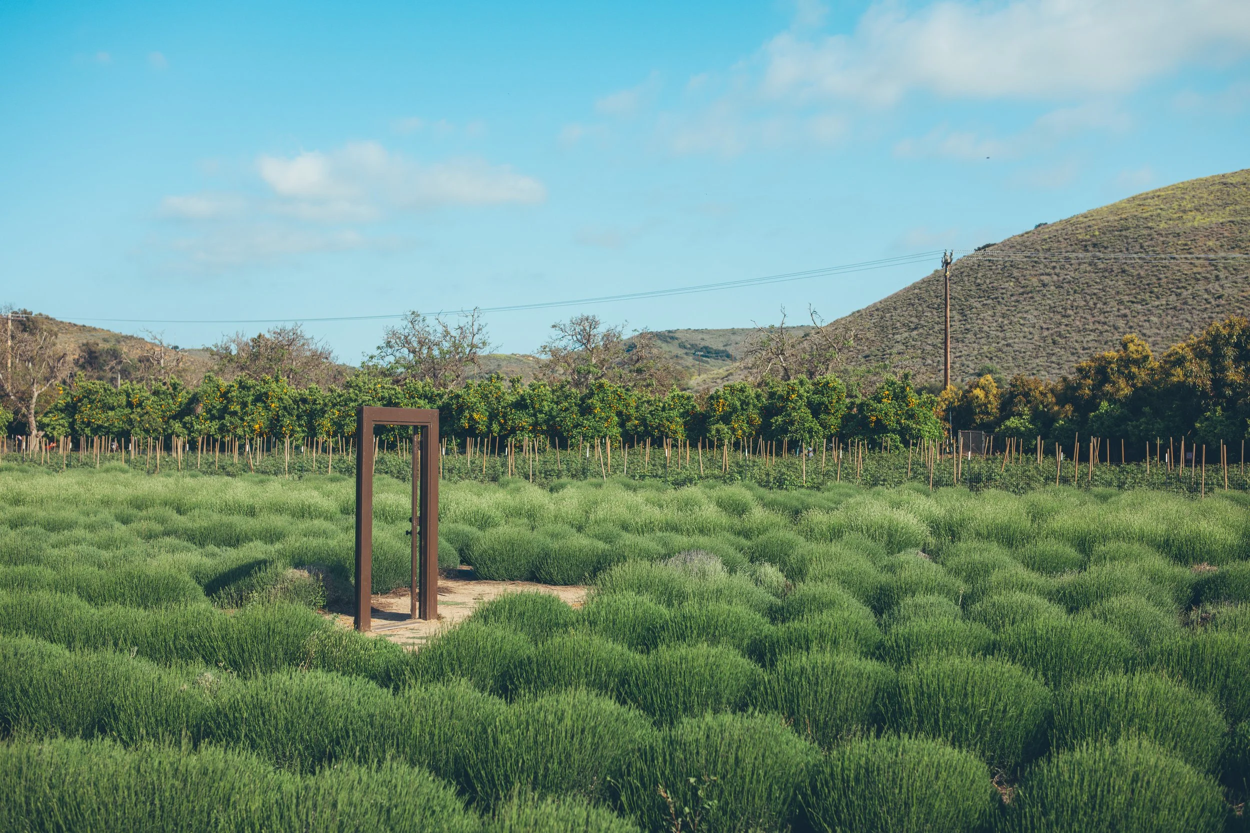A single upright door standing alone in rows of green field.