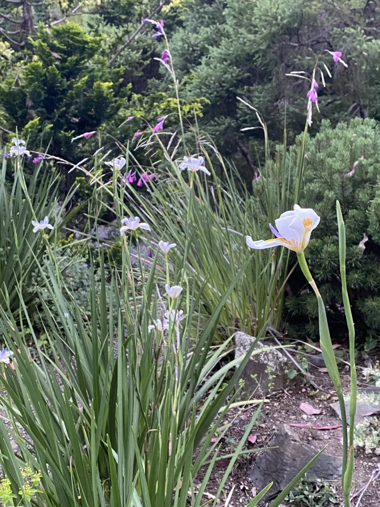 blue background with walnut ink hand drawing