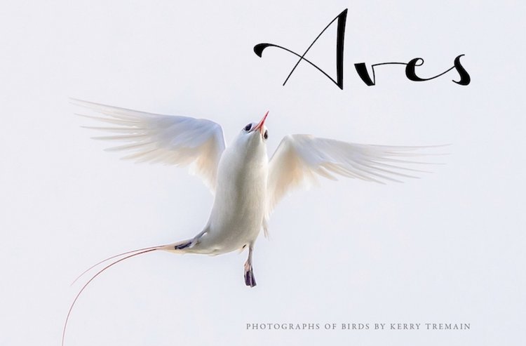 The cover of my book, Aves, with a photo of a hovering Red-tailed Tropicbird.