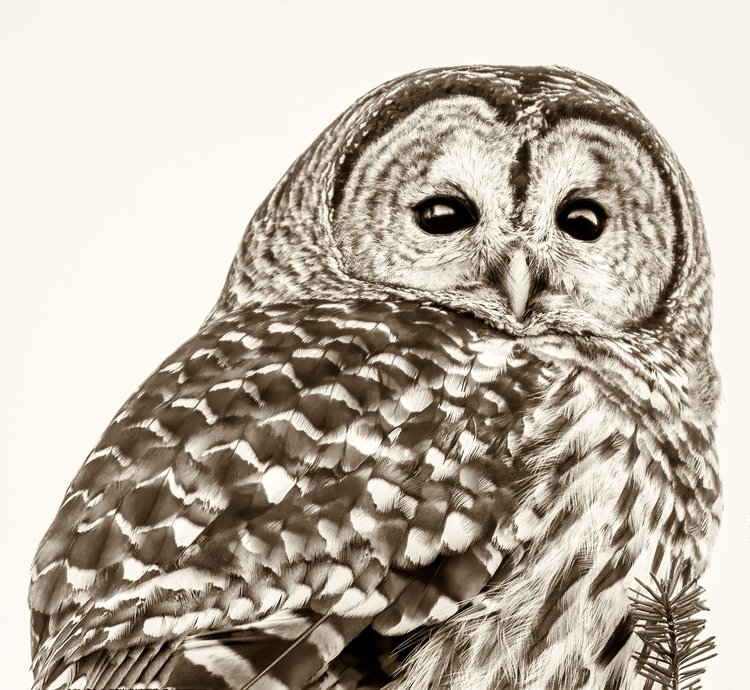 Barred Owl, Port Townsend, WA, 2018