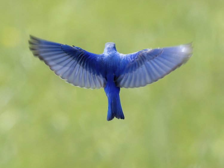 Male Mountain bluebird with wings spread, shot from behind.