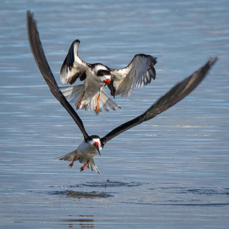 Two black skimmers taking off, Albany, California, 2020