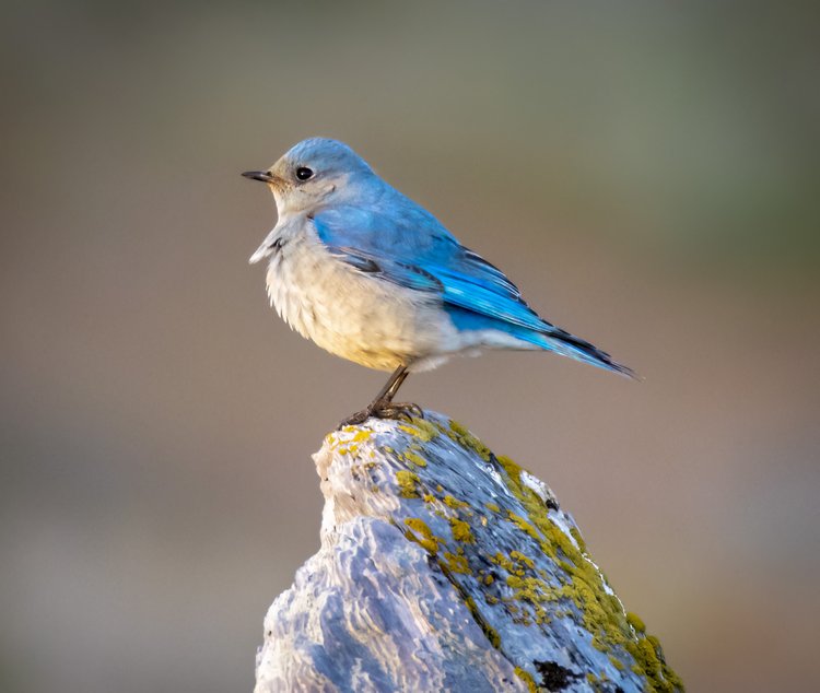 Male Mountain bluebird facing into the sunrise at Point Hudson, Fort Worden State Park, 2019.