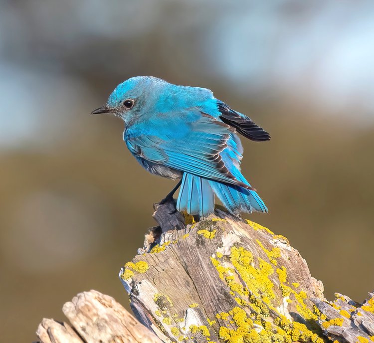 Male Mountain bluebird tilts head back toward the viewer. Fort Worden State Park, 2018