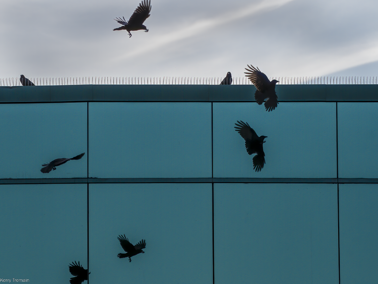 A group of crows are reflected in the mirrored panels of an office building in Vancouver BC.