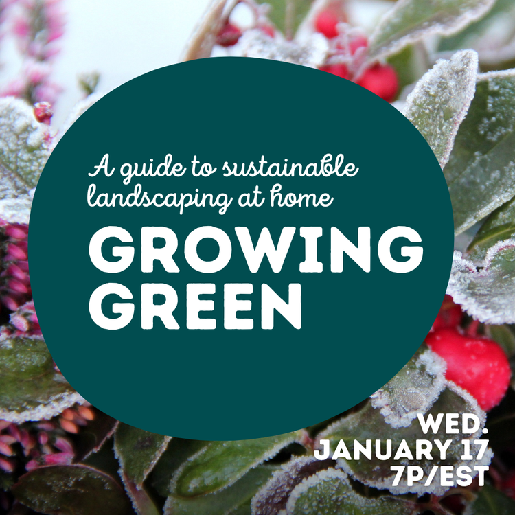 A guide to sustainable landscaping at home: Growing Green