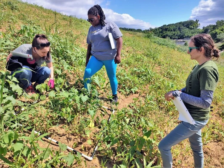 volunteers measuring plants
