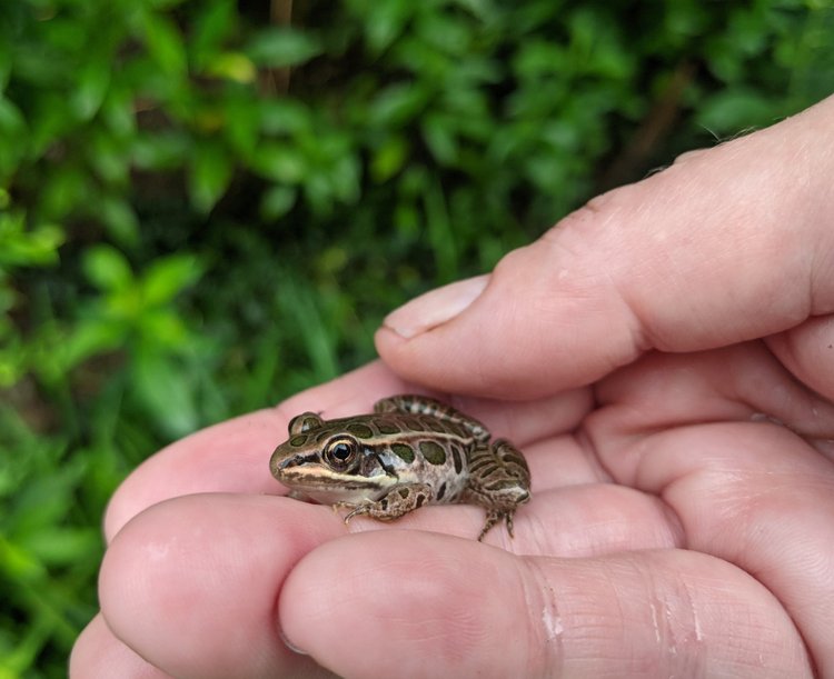 tiny spotted frog in person's hand