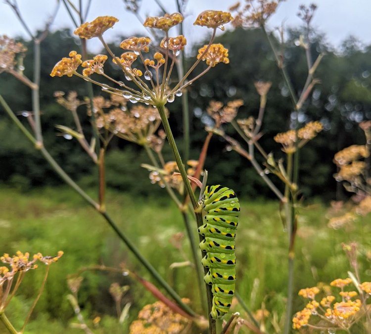 green, yellow, and black striped caterpillar on bronze fennel plant