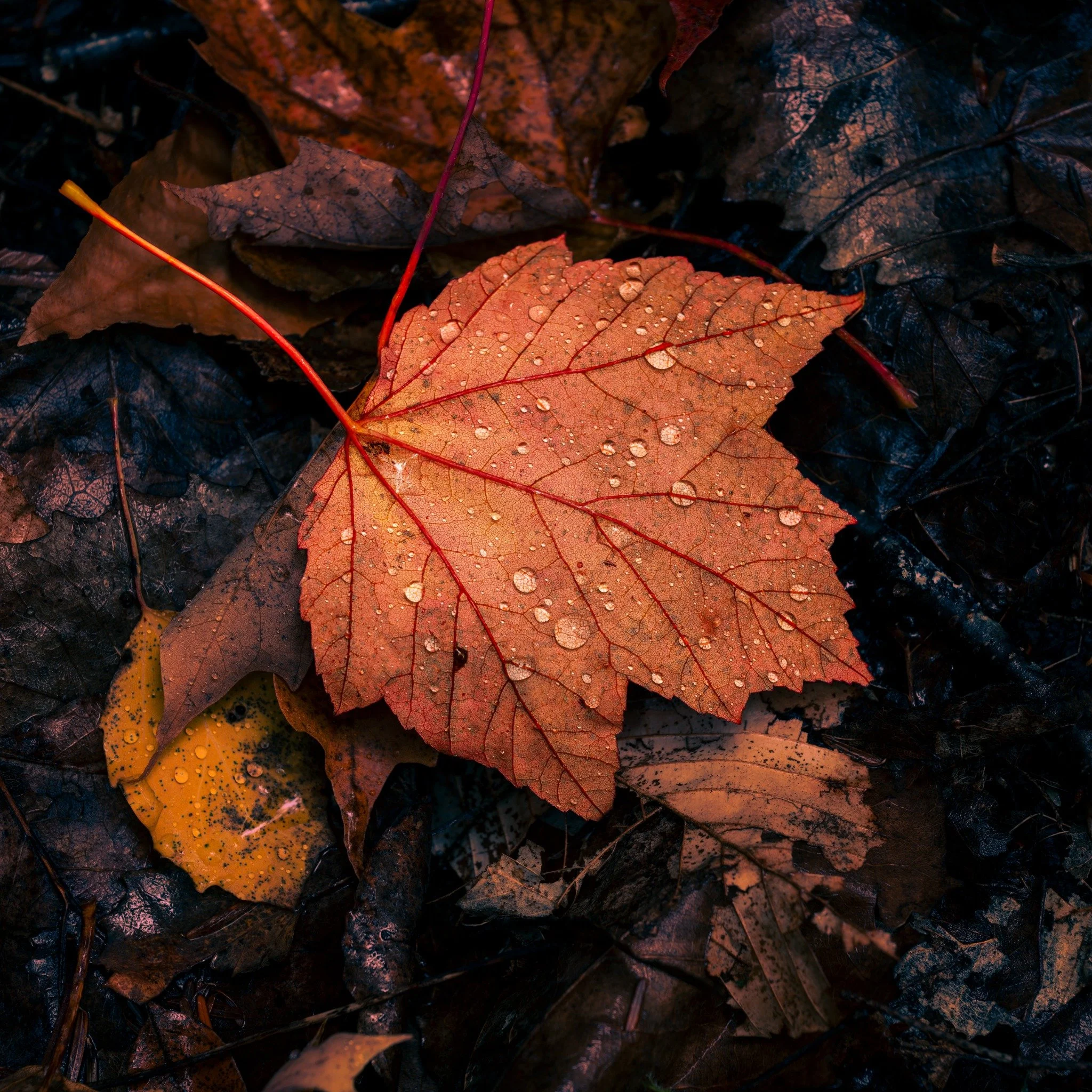 Orange autumn leaf covered in water droplets