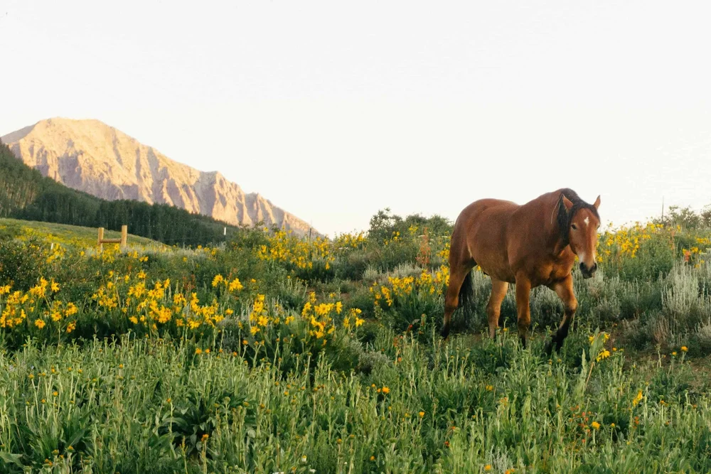 Snodgrass Trail elopement location in Crested Butte, Colorado