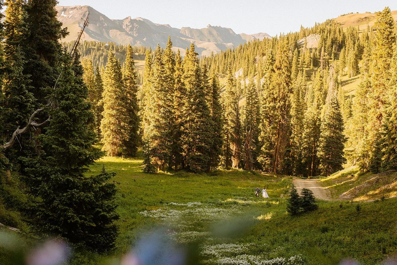A pine forest and pond in golden evening light near Ouray, Colorado in summer