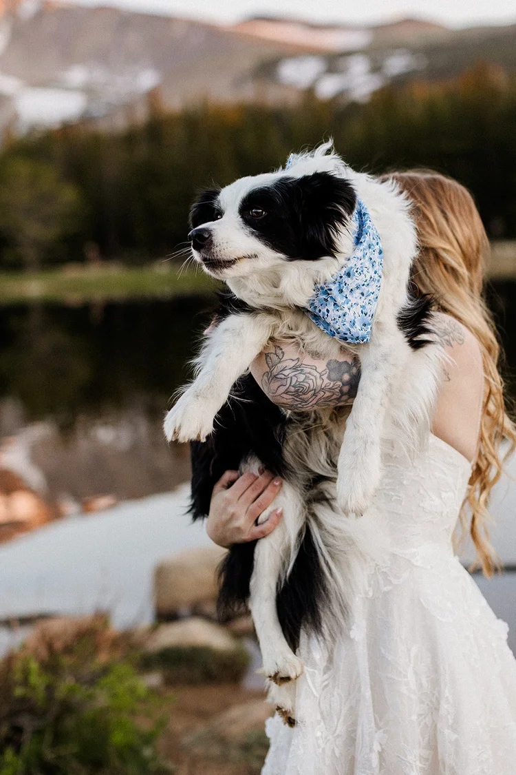 Dog joining a champagne picnic at a Brainard Lake elopement