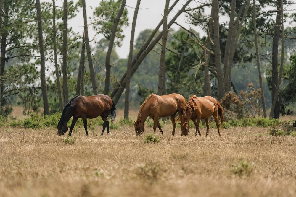 Four horses grazing in a sun-dried meadow beneath coastal pine trees near Amaria in southwest Portugal