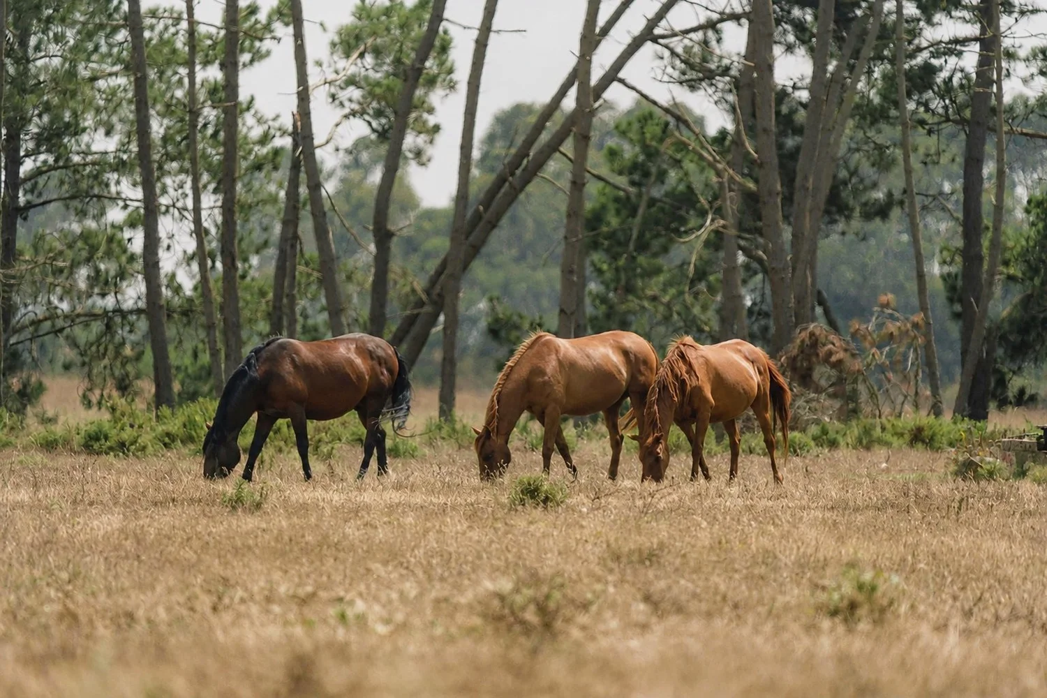 Four horses grazing in a sun-dried meadow beneath coastal pine trees near Amaria in southwest Portugal