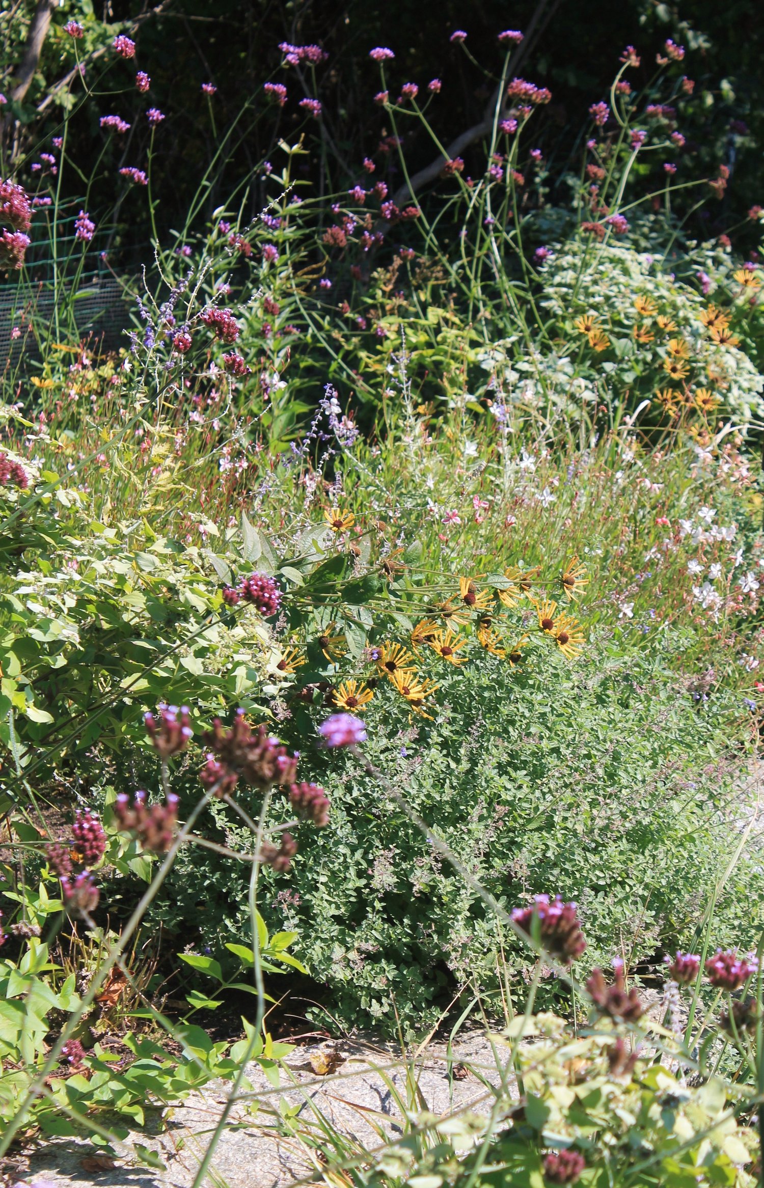 Williston Horticulture and Design - professional landscape design