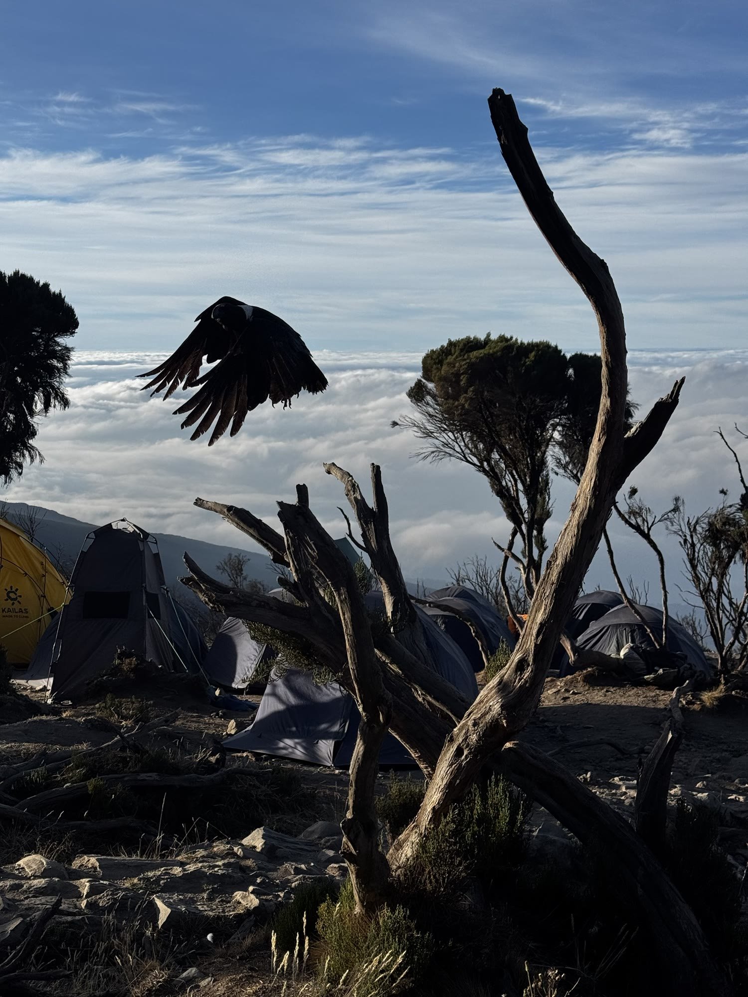 A bird flying above the clouds at camp