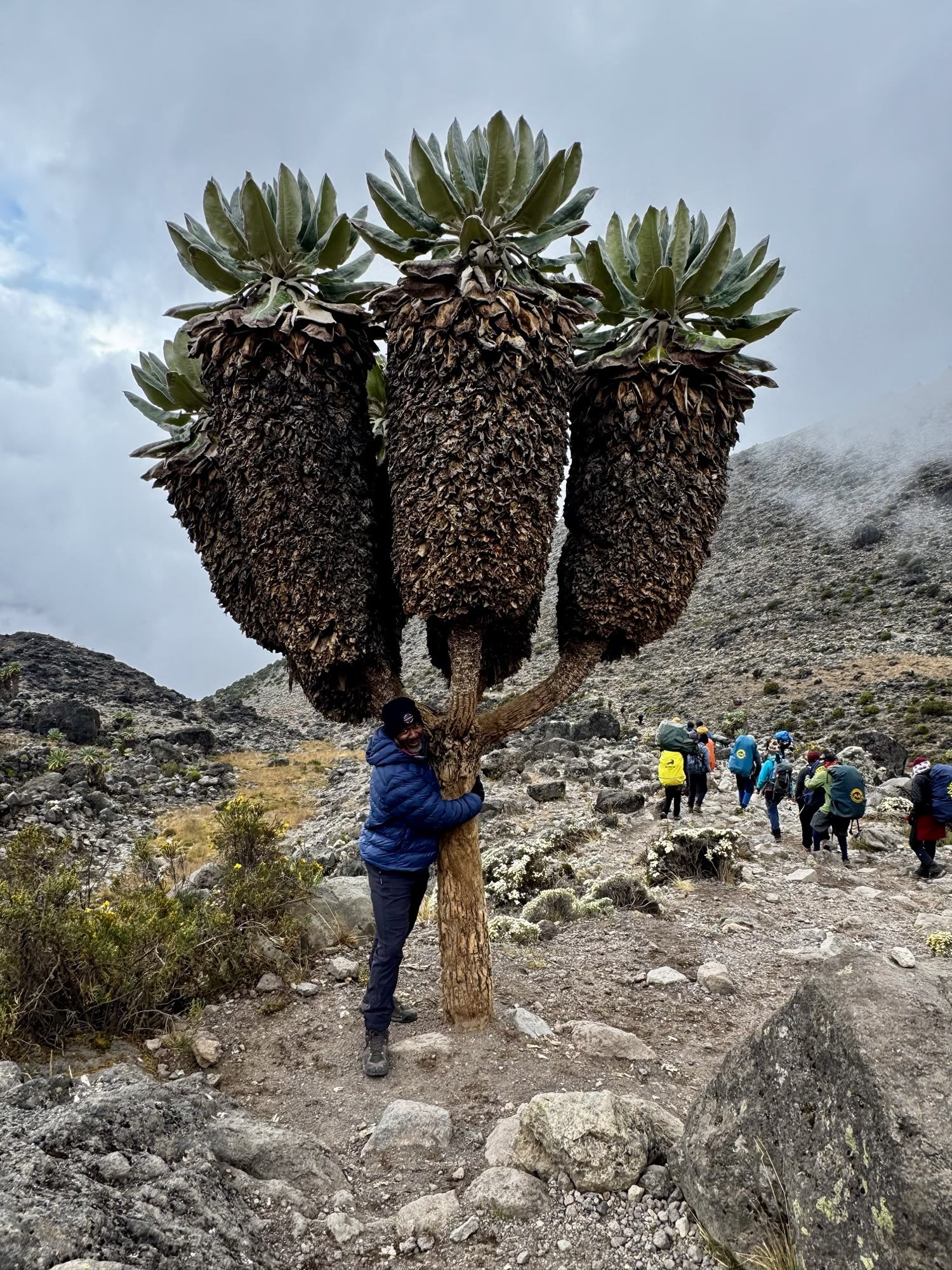 Luciano hugging a giant groundsel plant