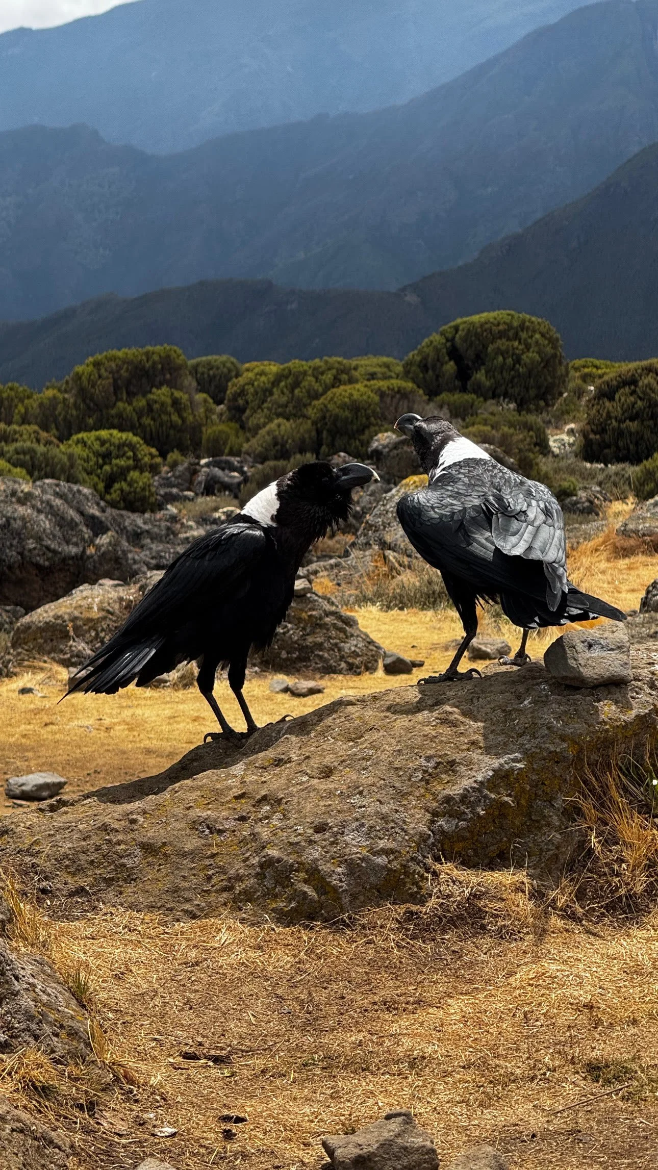 Two white-necked ravens on a rock
