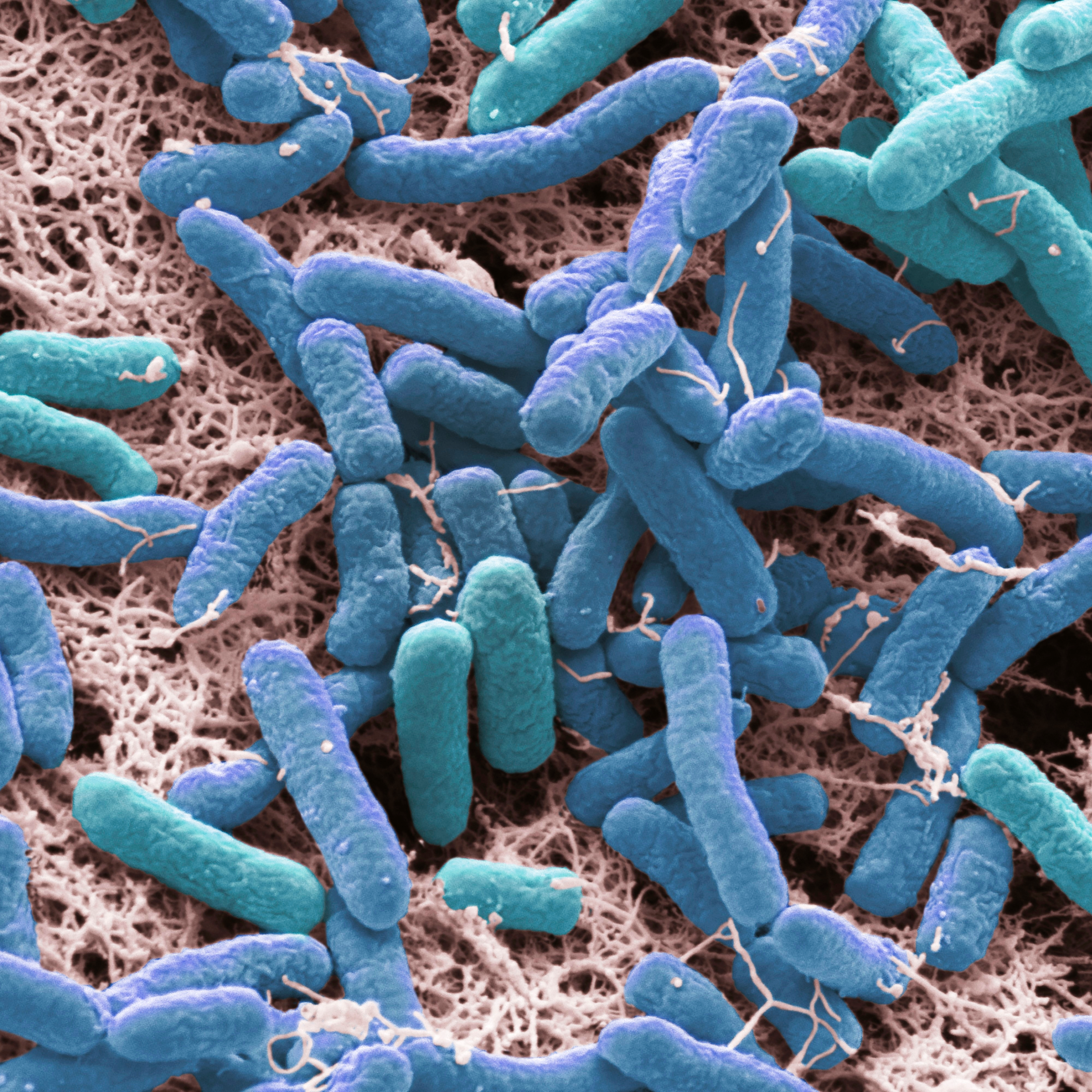 Proprietary Leaf Microbe