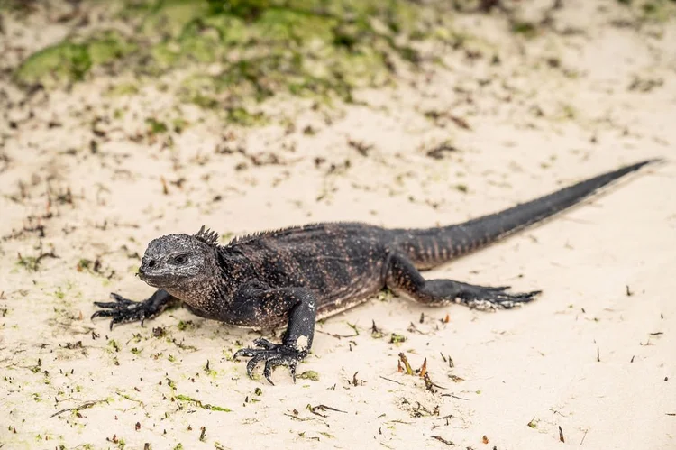Marine iguana on a Galápagos beach