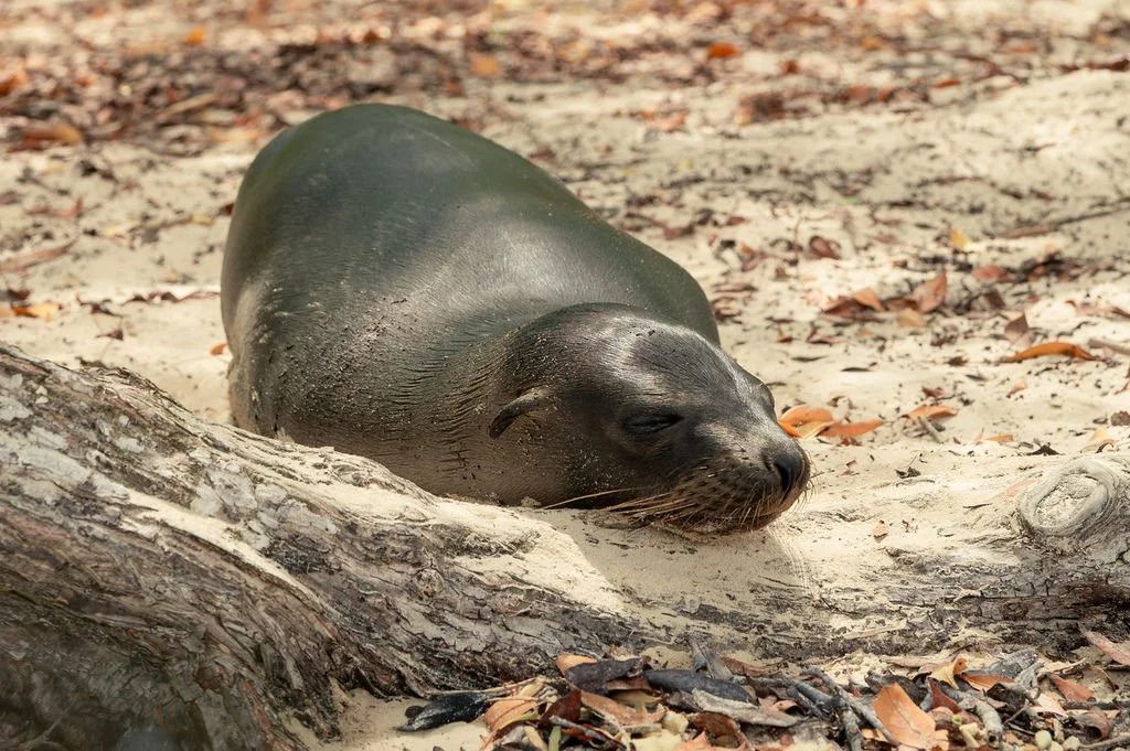 Sea lion resting on the rocks during a Galápagos yoga retreat