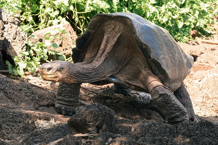Giant Galápagos tortoise in the Santa Cruz highlands