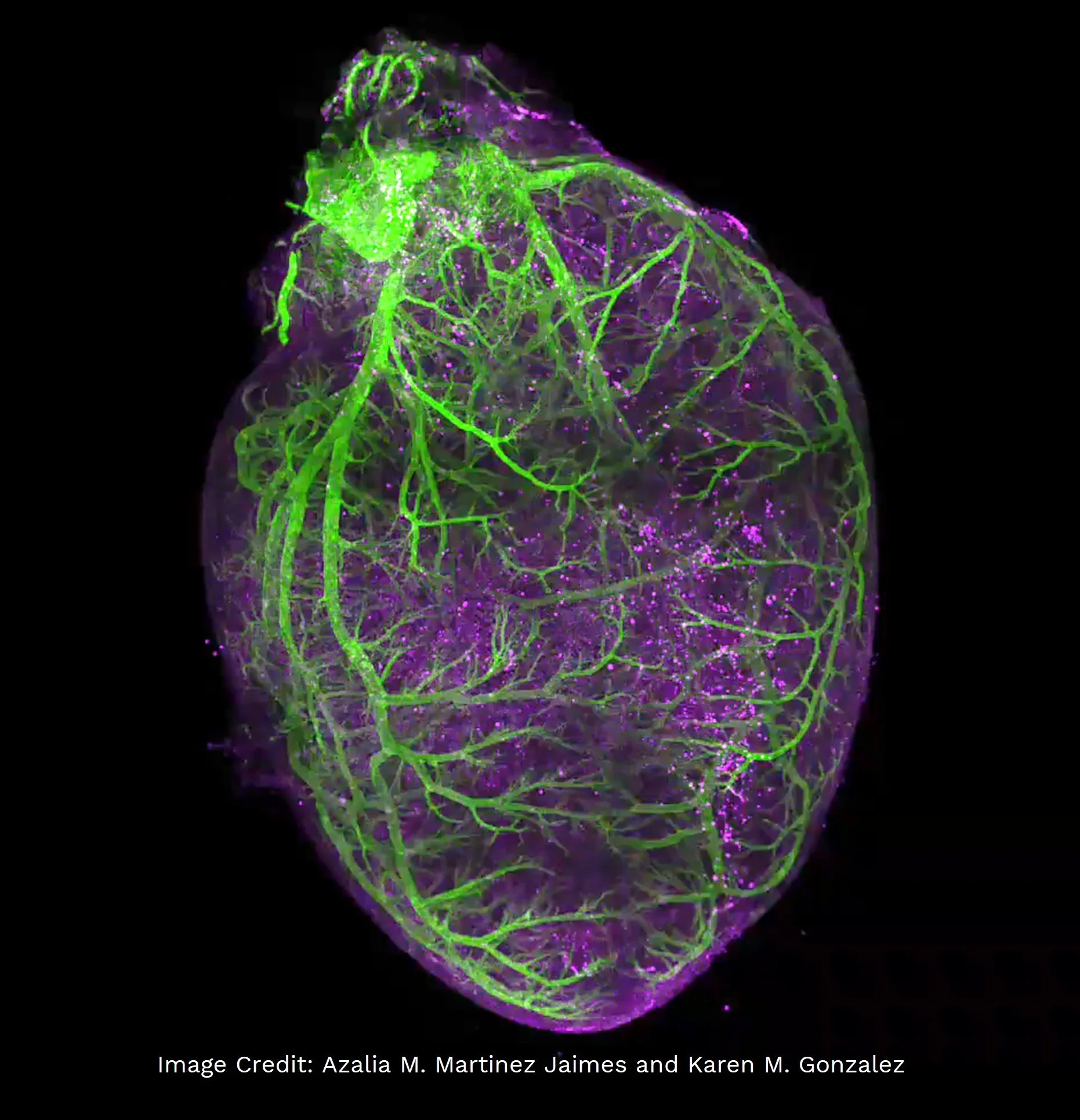 3D tissue imaging example across multiple fields